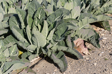 Цветная капуста (Brassica oleracea var. botrytis) выращивается на садовых грядках - Slavina