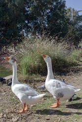Similar image 22782329
