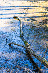 Упавшая ветка в мелкой воде лесного пруда - Derbis