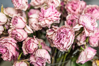Букет засохших роз крупным планом - Derbis