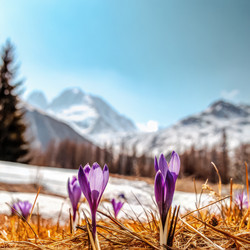 Цветущие шафрановые поля Crocus Sativus на фоне безмятежного горного пейзажа. Генеративный искусственный интеллект - RomanZ