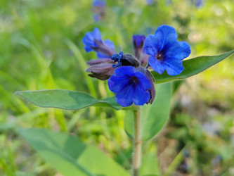 Медуница (Pulmonaria) - bykgeniy