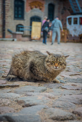 Дикий кот отдыхает на булыжниках - steveee