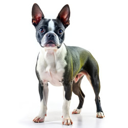 Бостон-терьер уверенно стоит на белом фоне, демонстрируя свои особенности. Генеративный ИИ - RomanZ