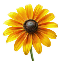 Цветок рудбекии (Black Eyed Susan) красиво расцветает на белом фоне в стандартном масштабе. Генеративный ИИ - RomanZ