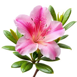 Similar image 22784336