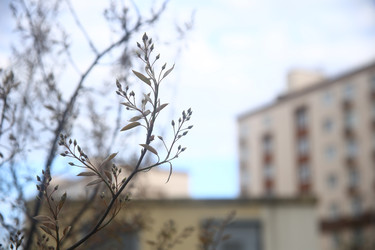 Листья и цветы кусте в городе крупным планом - ZemLenik_photoclb