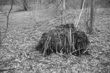 Бревно на лесной подстилке из сухих листьев и веток в лесу на черно-белом фото - ZemLenik_photoclb