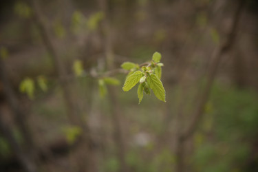 Нежные зеленые листочки на ветке дерева крупным планом - ZemLenik_photoclb