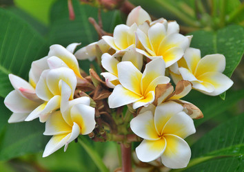 Цветок плюмерии красной (Plumeria rubra), Китай, остров Хайнань, май 2011 года - alekskai