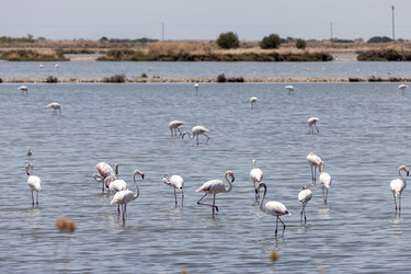 Большой фламинго (Phoenicopterus roseus) в соленых озерах Миссолонги (префектура Этолия-Акарнания, Греция) - Slavina