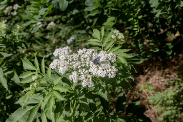 Лекарственные травы: бузина карликовая (Sambucus ebulus) крупным планом - Slavina