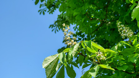 Конский каштан (Aesculus hippocastanum), цветущий весной - Gannachka