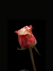 Similar image 22780906