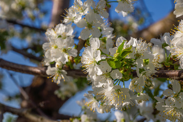 Комплексная борьба с вредителями Prunus avium в период цветения, требующая защитных мер против насекомых и патогенов - dkorostilev78