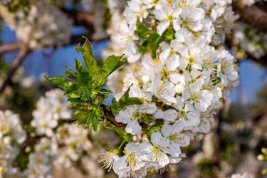 Вегетативный побег Prunus avium со свежими зелеными зубчатыми листьями, появляющийся среди белых цветков - dkorostilev78