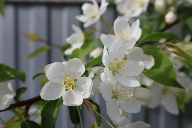 Весенние цветы яблони - klim_237