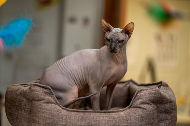 Кот сфинкс в серой лежанке - Lila