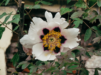 Крупный план белого пиона. Пион Рока (Paeonia rockii), который также известен как древовидный пион с характерным темным центром - nst_rtchit