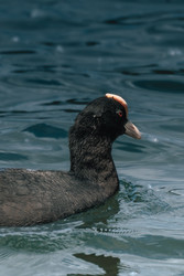 Лысуха (Fulica atra) плывет по водной глади в профиль - Sovas