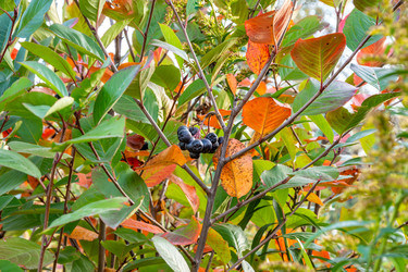 Сезонная физиологическая реакция у Aronia melanocarpa вызывает выработку антоцианов, в результате чего листья становятся красными, а ягоды — темными, с избирательным фокусом - dkorostilev78