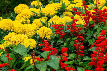 Высококонтрастные цветовые блоки из красной шалфеи великолепной (Salvia splendens) и желтой бархатницы прямостоячей (Tagetes erecta) создают визуальные оазисы среди серой застройки. Блестящая листва, покрытая росой, сигнализирует об активном уходе и избир - dkorostilev78