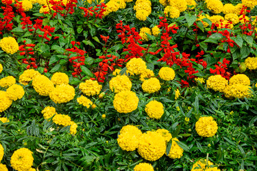 Густая посадка бархатцев прямостоячих (Tagetes erecta) и шалфея великолепного (Salvia splendens) создает яркое цветовое поле. Блестящие зеленые листья и капли воды усиливают визуальную текстуру при мягком пасмурном свете. Выборочная фокусировка - dkorostilev78
