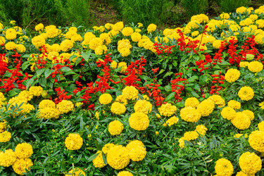 Повторяющийся узор на листьях Tagetes erecta и Salvia splendens создает визуальный ритм. Глянцевые зеленые листья удерживают капли воды при рассеянном свете. Выборочная фокусировка - dkorostilev78