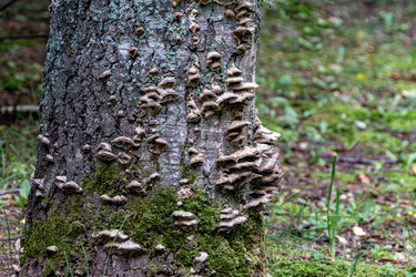 Летняя стадия грибковой сукцессии на стволе березы: Trametes spp. и остатки Pleurotus cornucopiae в Томской области - dkorostilev78