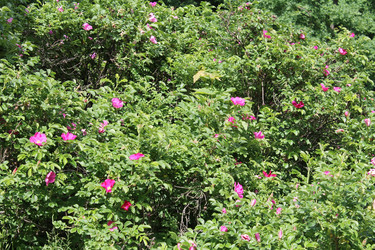 Цветущий шиповник - Anastasia_y
