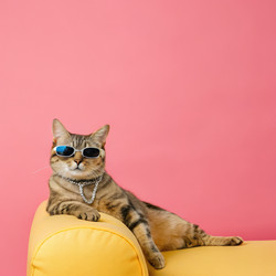 Крутой кот в солнцезащитных очках, отдыхающий на желтом диване на розовом фоне. Генеративный ИИ - RomanZ