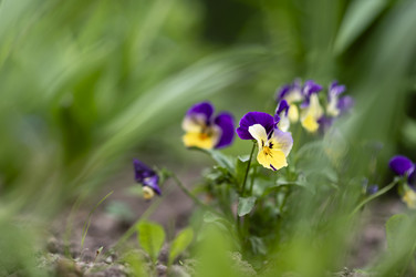 Макроснимок фиалок на фоне зелени и контрового света в летний день - Kulkann75