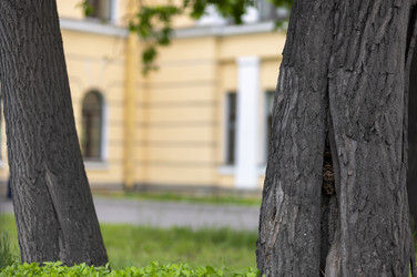 Зеленая лужайка с деревьями и желтыми городскими зданиями под голубым небом с белыми облаками - Kulkann75