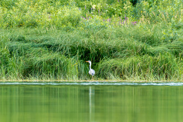 Серая цапля (Ardea cinerea) вырастает из высокой травянистой растительности вдоль реки у спокойной кромки воды - dkorostilev78