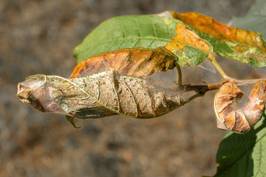 Поврежденные коричневые листья с белой паутиной от гусениц свидетельствуют о проблеме с садовыми вредителями, требующей органического и натурального лечения - dkorostilev78
