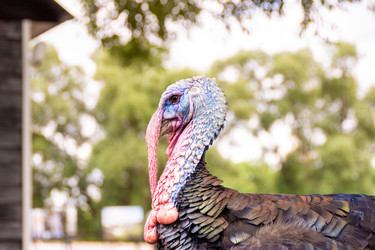 Красная и синяя голова самца индейки вида Meleagris gallopavo, гуляющего в парке - dkorostilev78