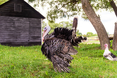 Самец индейки Meleagris gallopavo опустил крылья, расправил хвост и поднял перья, чтобы покрасоваться перед самкой - dkorostilev78