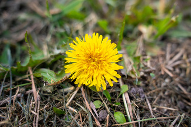 Yellow dandelion. Желтый одуванчик - Fotomgnovenie