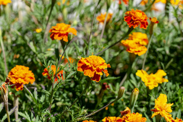 Бархатцы (Tagetes), растущие на клумбе (крупный план) - Slavina