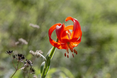 Дикий, оранжевый, лесной, редкий вид лилии (Lilium martagon) крупным планом - Slavina