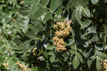 Крупный план полезного растения (Rhus coriaria) с гроздью плодов - Slavina