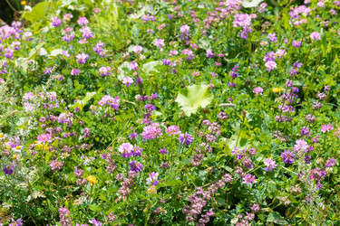 Клевер луговой (лат. Trifolium pratense) - kostya6969