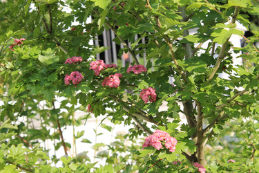 Цветущий боярышник - Anastasia_y