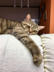 Кот - Cherevkoka