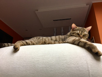Кот - Cherevkoka