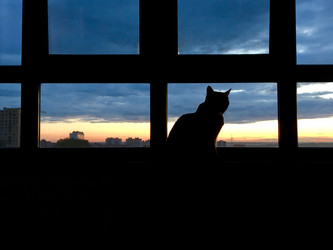 Кот - Cherevkoka