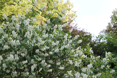 Цветущий чубушник - Anastasia_y