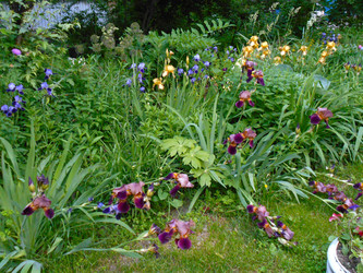 Цветущие ирисы - Anastasia_y