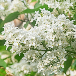 Крупный план пышной ветки цветущей белой сирени (Syringa vulgaris) с мелкими нежными цветками и зелеными листьями, запечатленный в мягком естественном свете весной - swett