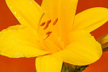 Hemerocallis lilioasphodelus, лилейник желтый - Shubaga